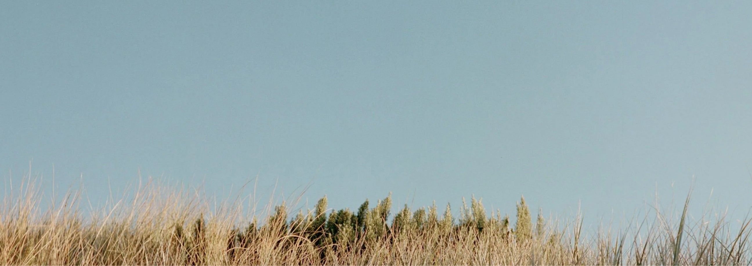 A field on a sunny day, symbolizing how – like the dandelion – we grow together.