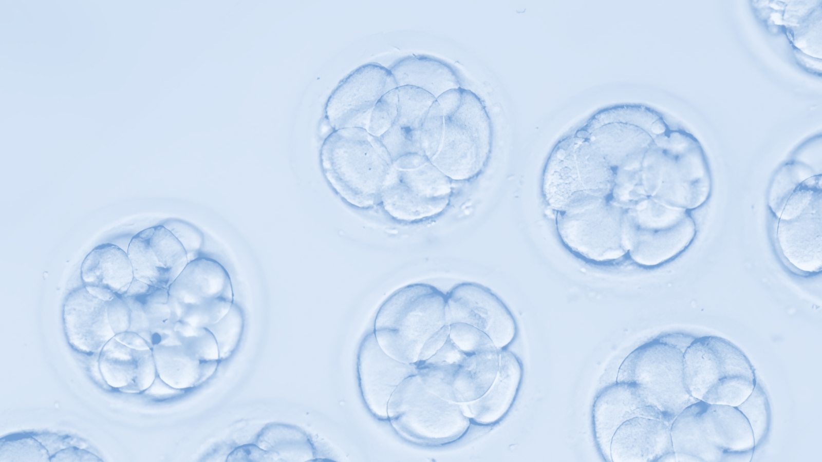 How Does Embryo Grading Work in IVF? – Dandi Fertility