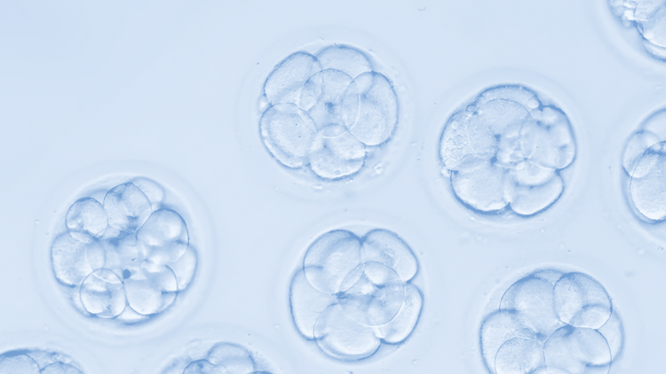 Embrro Gradin How Does Embryo Grading Work in IVF? – Dandi Fertility