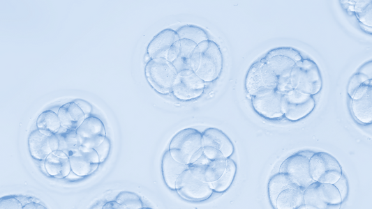 How Does Embryo Grading Work in IVF?