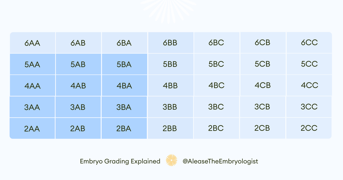 Embrro Gradin Understanding Embryo Grading: What It Means for IVF Success – Dandi ...